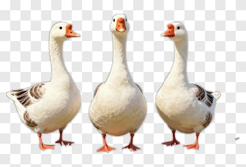 Three Geese Standing On Grass PNG
