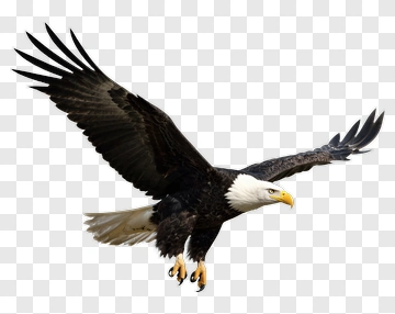 Bald Eagle Soaring PNG