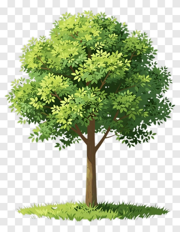 Lush Green Tree With Full Canopy PNG