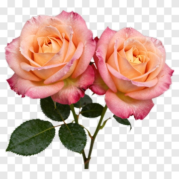 Two Pink And Orange Roses With Green Leaves PNG