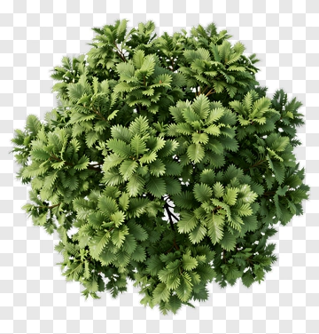 Top View Of A Dense Green Tree PNG