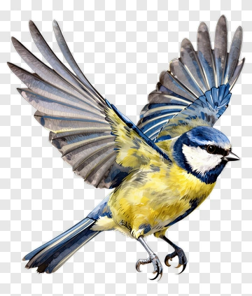 Blue Tit In Flight PNG