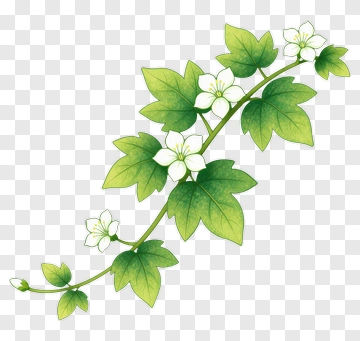 White Flowers With Green Leaves PNG