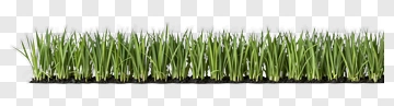 Fresh Green Grass In Soil PNG
