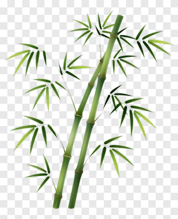 Bamboo PNG