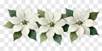 Three White Poinsettias With Green Leaves PNG
