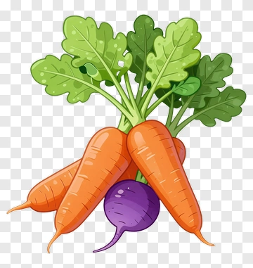 Fresh Carrots And Radish PNG