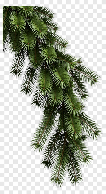 Pine Branch PNG