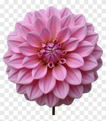 Pink Dahlia PNG