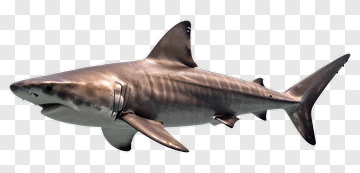 Shark PNG