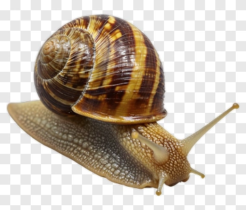 Snail With Striped Shell PNG