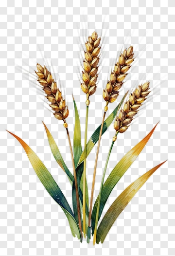 Golden Wheat Ears With Green Leaves PNG