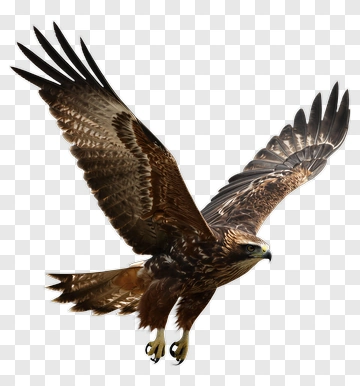 Eagle In Flight PNG