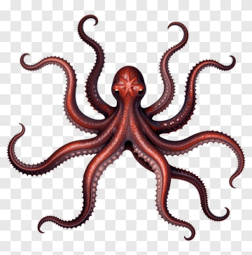 Red Octopus PNG