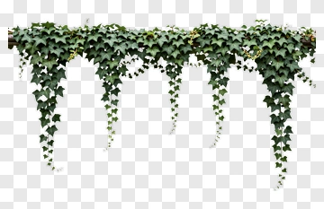 Green Ivy Climbing Over Branch PNG