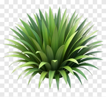 Spiky Green Plant PNG