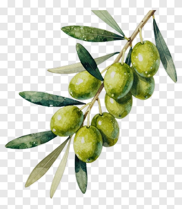 Olive Branch With Green Olives PNG