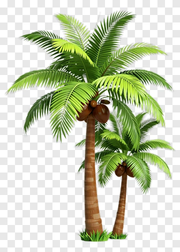 Coconut Palm Tree With Coconuts PNG