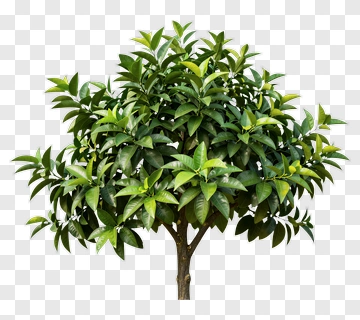 Fruit Tree With Dense Leaves PNG