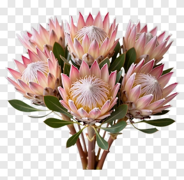 Protea Flower Bouquet PNG