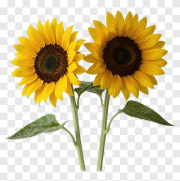 Two Sunflowers PNG