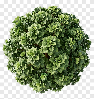 Ball-shaped Bush PNG