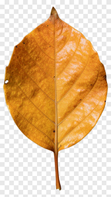 Autumn Leaf Emerging From Soil PNG