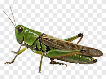 Grasshopper PNG