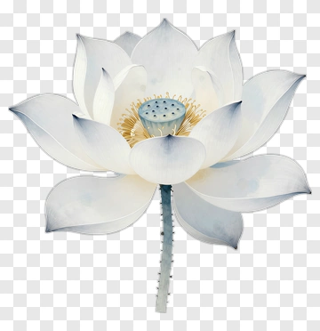 Lotus Flower In Serene White And Blue PNG