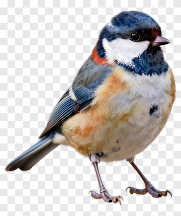 Blue And White Bird With Orange Chest PNG