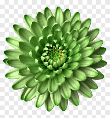 Green Chrysanthemum Flower PNG