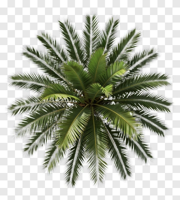 Sago Palm Top View PNG