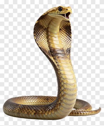 Cobra With Open Mouth PNG