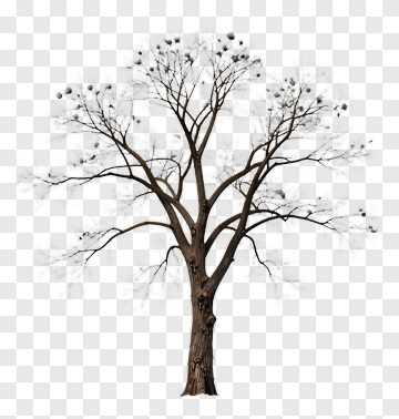 Bare Tree With Twigs And Seeds PNG