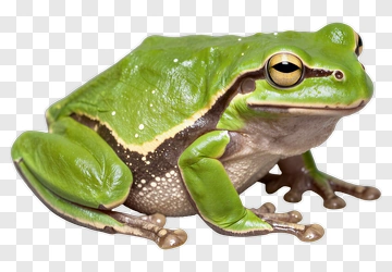 Green Frog PNG