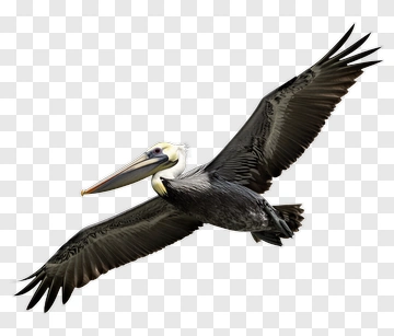 Flying Pelican PNG