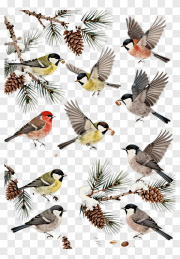 Birds On Snowy Pine Branches PNG