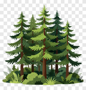 Forest Of Pine Trees PNG