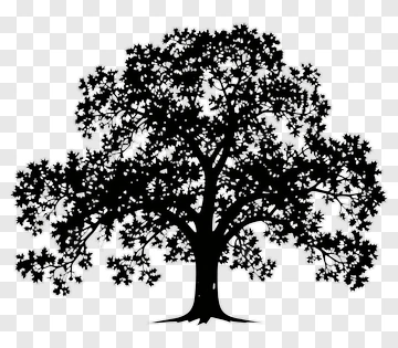 Silhouette Of A Tree PNG