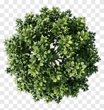 Top Down View Of A Green Bush PNG