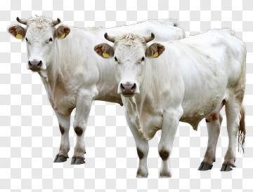 Two White Cows Standing Together PNG