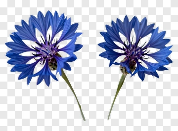 Two Blue Flowers PNG