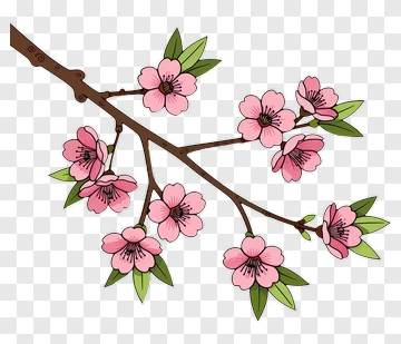 Cherry Blossom Branch With Pink Flowers PNG
