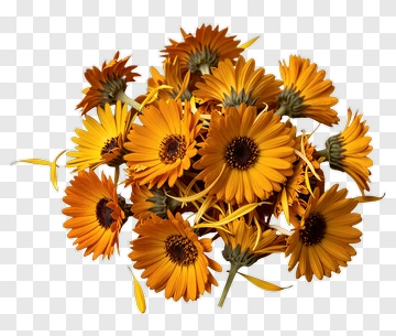 Orange Marigold Flowers Bouquet PNG