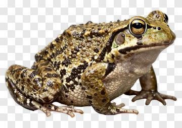 Frog With Speckled Skin PNG
