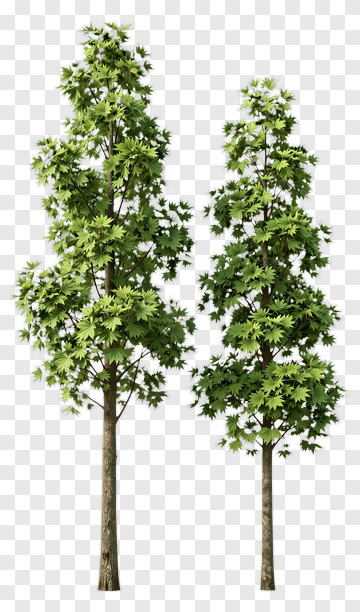 Two Trees PNG