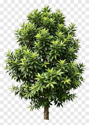 Lush Green Tree PNG