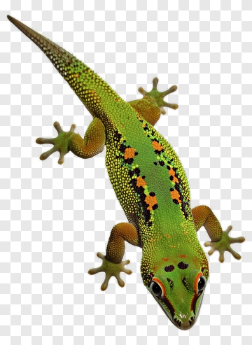 Green Gecko With Orange Spots PNG