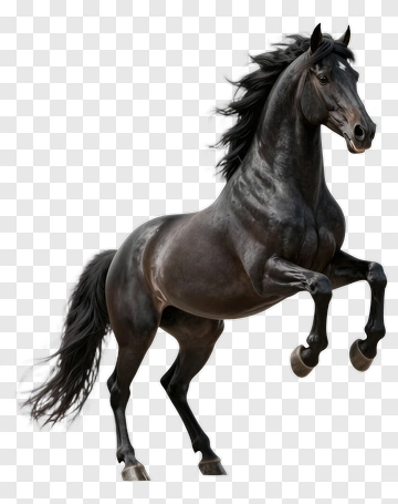 Black Horse PNG