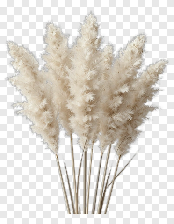Pampas Grass PNG